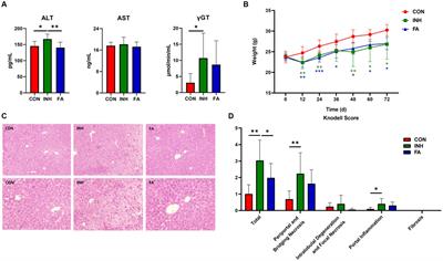 Folic acid protects against isoniazid-induced liver injury via the m6A RNA methylation of cytochrome P450 2E1 in mice